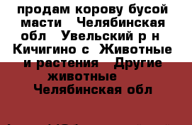 продам корову бусой масти - Челябинская обл., Увельский р-н, Кичигино с. Животные и растения » Другие животные   . Челябинская обл.